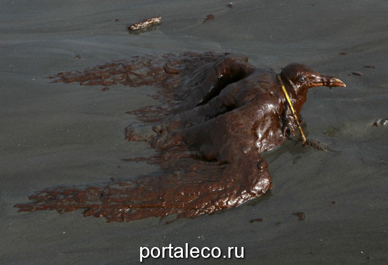 Покрытая толстым слоем нефти чайка